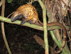 A Long-tailed pangolin on a tree branch at night