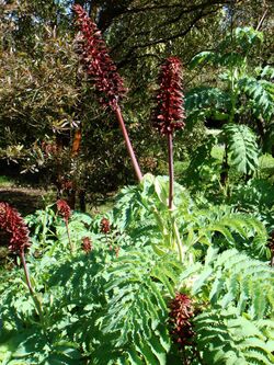 Melianthus major l. by Stefano Bolognini.JPG