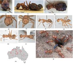 Melophorus bagoti (10.3897-zookeys.700.11784) Figure 23.jpg