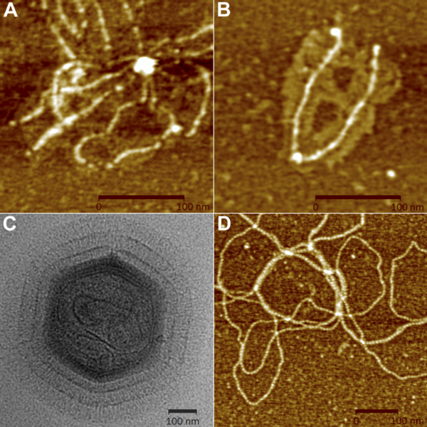 File:Mimivirus fibers - journal.pbio.1000092.g007.png