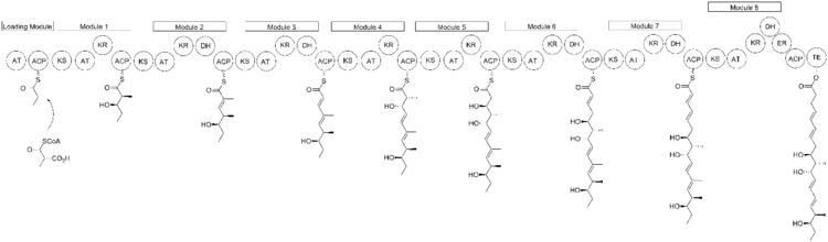 Proposed Biosynthesis of Nargenicin.