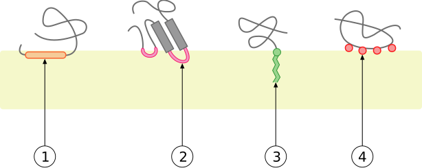 File:Monotopic membrane protein.svg