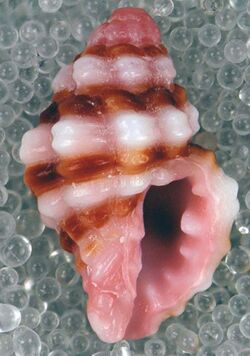 Muricopsis rosea (dwarf pink murex snail) (San Salvador Island, Bahamas) 2 (16189118771).jpg