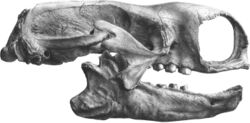 Mylodon skull (cropped).jpg