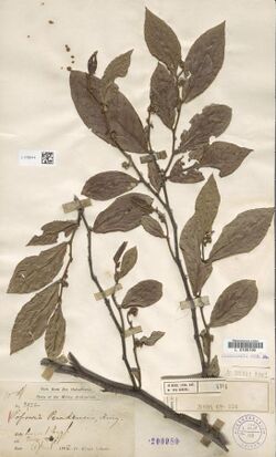 Naturalis Biodiversity Center - L.1759414 - Popowia fusca King - Annonaceae - Plant type specimen.jpeg