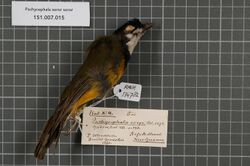 Naturalis Biodiversity Center - RMNH.AVES.134782 1 - Pachycephala soror soror Sclater, 1874 - Pachycephalidae - bird skin specimen.jpeg