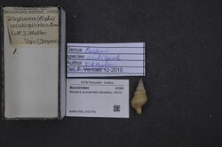 Naturalis Biodiversity Center - RMNH.MOL.202744 - Nassaria acutispirata (Sowerby, 1913) - Buccinidae - Mollusc shell.jpeg