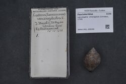 Naturalis Biodiversity Center - RMNH.MOL.209299 - Latirolagena smaragdula (Linnaeus, 1758) - Fasciolariidae - Mollusc shell.jpeg