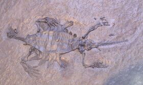Odontochelys-Paleozoological Museum of China.jpg