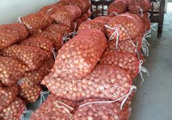 Onion mother plants (bulbs) for production seeds.jpg
