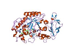 PDB 1z32 EBI.jpg