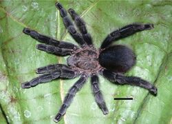 Pachistopelma bromelicola female.jpg