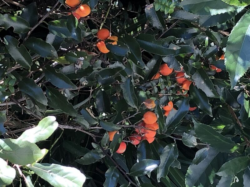 File:Passiflora tetrandra at Otari 1.jpg