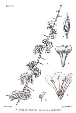 Phaeoptilum spinosum00a, crop.jpg