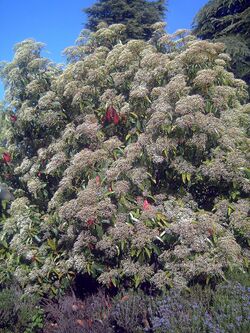 Photinia serratifolia CReal.jpg