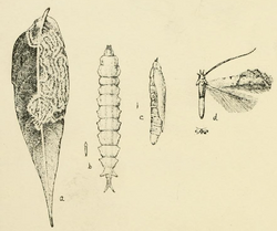 Phyllocnistis helicodes life cycle Fletcher 1920.png
