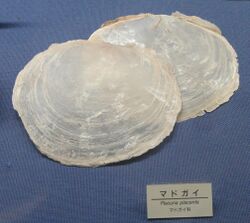 "Placuna placenta" shells