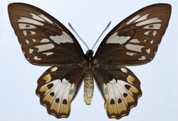 Priam's Birdwing (Ornithoptera priamus poseidon) (8360925933).jpg