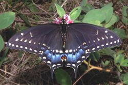 Pristine Black Swallowtail.jpg