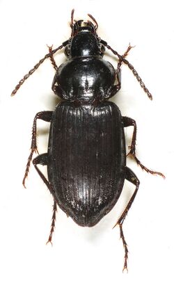 Pterostichus adstrictus.jpg