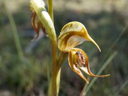 Pterostylis hamata.jpg