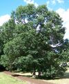 Quercus bicolor morton acc 71-69-2.jpg