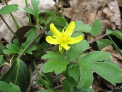 Ranunculus fascicularis.jpg