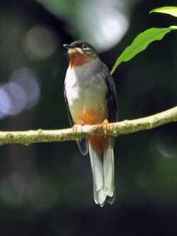 Rufous-throated Solitaire – cropped.jpg