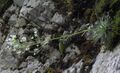 Saxifraga crustata RF.jpg