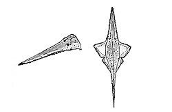 Sclerorhynchus (single).jpg