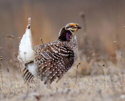Sharp-Tailed Grouse (26089894256) (cropped).jpg