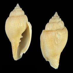 Shell Ceratoxancus lorenzi.jpg