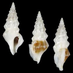 Shell Clavus angulatus.jpg