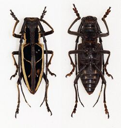 Stratioceros princeps (15971196296).jpg