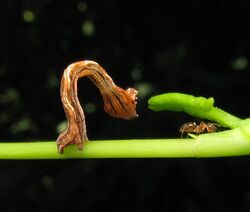 Timandra amaturaria caterpillar mid instar.jpg