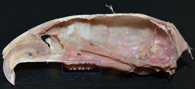 File:Top Rodent Incisor, Midsagittal View.jpg