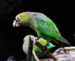 Green parrot with yellow head and black tail tips