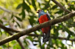 Trogon melanurus.jpg