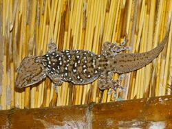 Turner’s Thick-toed Gecko (Chondrodactylus turneri) (7026896559).jpg