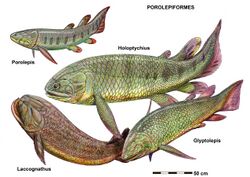 Various Porolepiformes.jpg