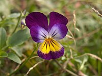 Viola tricolor, Schenley Park, 2015-10-01, 01.jpg