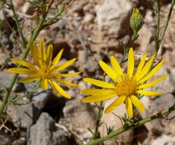 Xanthisma spinulosum 3.jpg