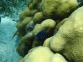 Yellowtail Damselfish2.jpg