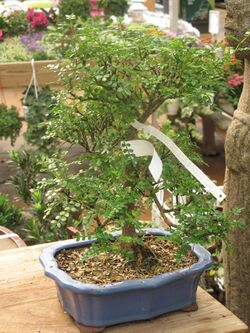Zanthoxylum piperitum bonsai.jpg