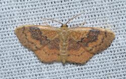 - 7179 – Leptostales rubromarginaria – Dark-ribboned Wave Moth (17988185493).jpg
