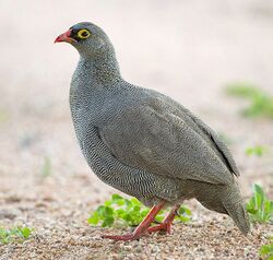 2011-red-billed-francolin.jpg