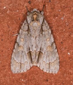 Acronicta morula (1 of 1).jpg