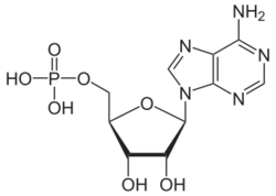 Adenosinmonophosphat protoniert.svg