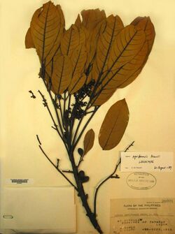 Herbarium specimen of "Aglaia pyriformis"