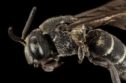 Aglaoapis tridentata, f,face2 2014-11-01-23.15.36 ZS PMax (15801817805).jpg